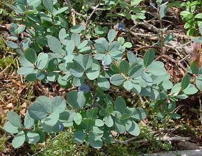 Vaccinium uliginosum,
bog bilberry,
bog blueberry,
Bog Whortleberry,
kuromamenoki,
Mirtillo falso,
Moosbeere,
Rauschbeere,
western-huckleberry