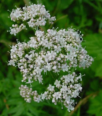 Valeriana officinalis,
common valerian,
garden heliotrope,
garden valerian,
garden-heliotrope,
valerian