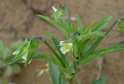 Field pansy