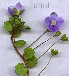 Creeping veronica Creeping veronica