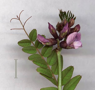 Bush vetch