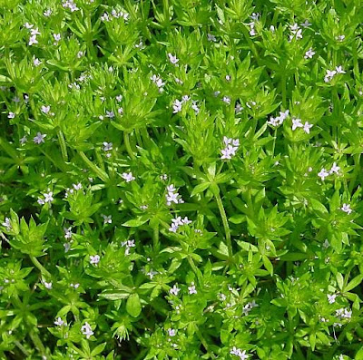 Blue fieldmadder Blue fieldmadder