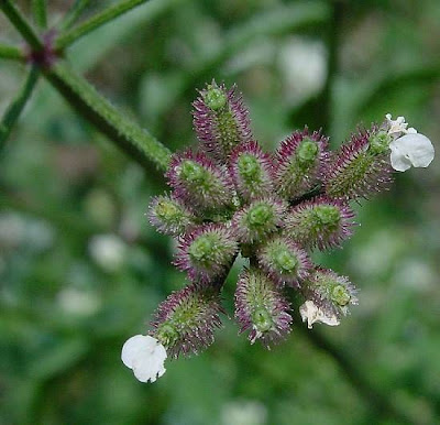 Cerefólio-de-cerca Cerefólio-de-cerca