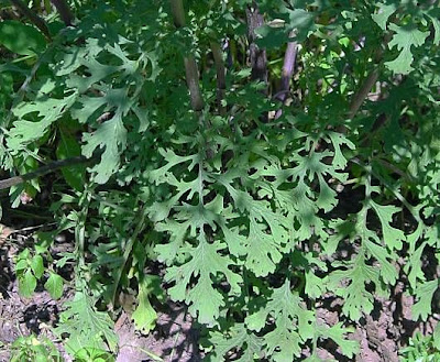 Jacobaea vulgaris,
erva-lanceta-do-Canad&aacute;,
Senecione di S. Giacomo,
St. James'-wort,
stinking Willie,
tansy ragwort