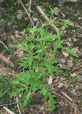 Wood groundsel