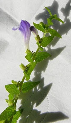 Scutellaria galericulata L.