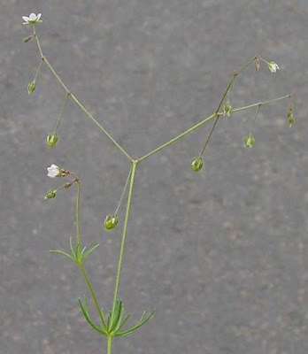 Esparcilla
