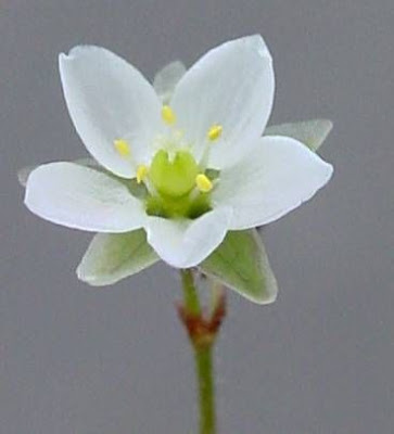 Esparcilla