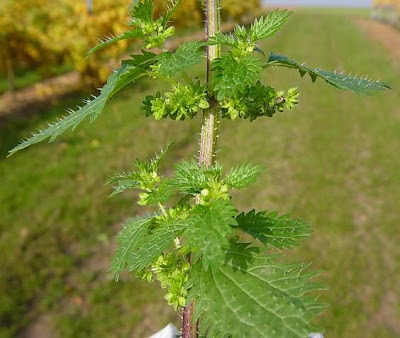 Burning nettle