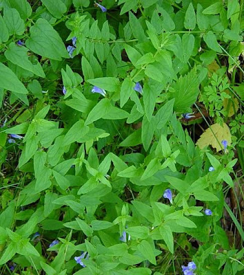 Scutellaria galericulata L.