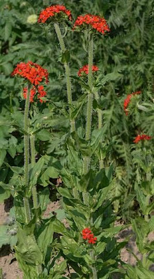Crotonella scarlatta Crotonella scarlatta