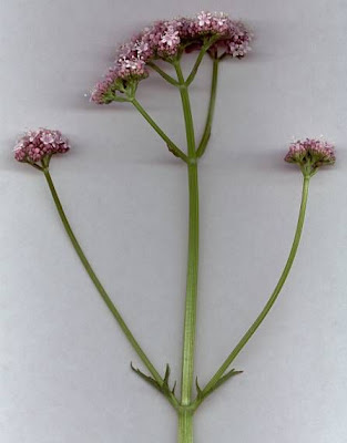 Valeriana officinalis,
common valerian,
garden heliotrope,
garden valerian,
garden-heliotrope,
valerian
