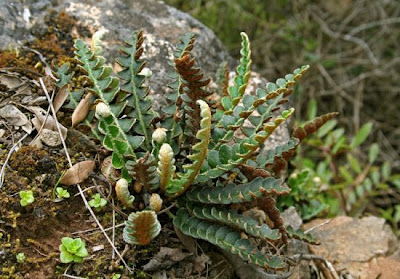 Ceterach officinarum DC.