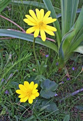 Yellow Anemone