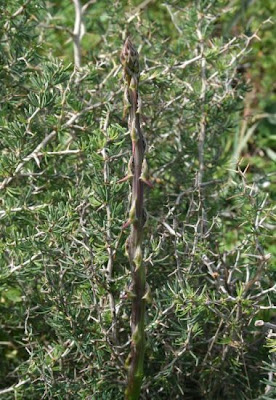 Asparago bianco Asparago bianco