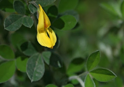 Citiso trifloro Citiso trifloro