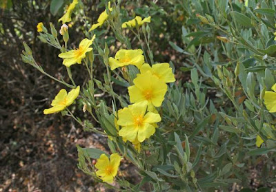 Halimium halimifolium,
Cisto giallo,
Yellow Sunrose
