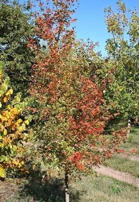 Acer monspessulanum L.