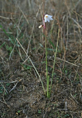 Leucojum autumnale L.