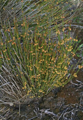 Efedra distachia