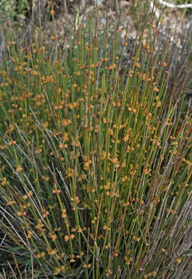 Efedra distachia