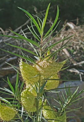 Asclepias fruticosa L.