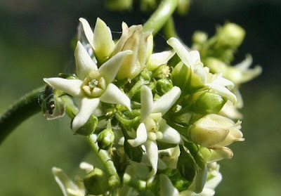 Vincetoxicum hirundinaria Medicus