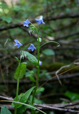 Dwarf borage