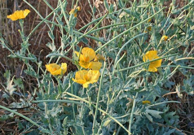 Horned-poppy Horned-poppy