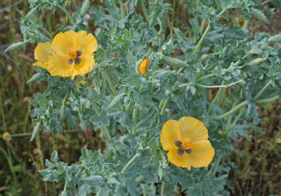 Horned-poppy Horned-poppy