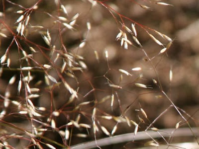 Crinkled hair grass Crinkled hair grass
