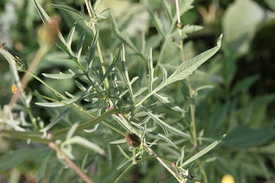 Bidens bipinnata L.