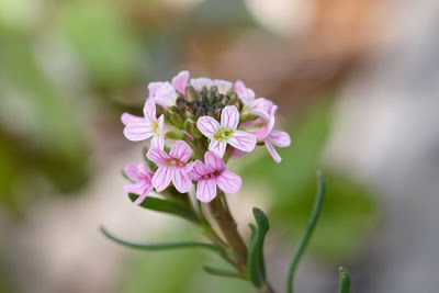 Burnt Candytuft Burnt Candytuft