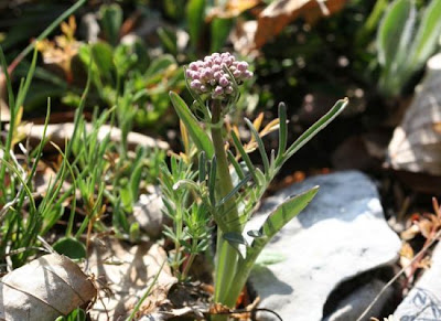Valeriana tuberosa,
Valerian,
Valeriana tuberosa