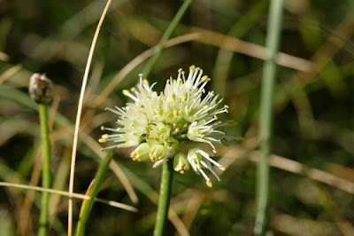 Aglio giallastro