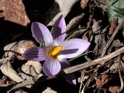 Crocus vernus,
,
dutch crocus,
Spring Crocus,
Zafferano alpino,
Zafferano maggiore