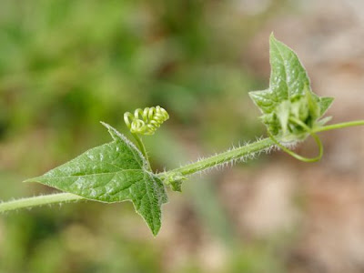 Cretan bryony Cretan bryony