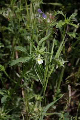Field pansy