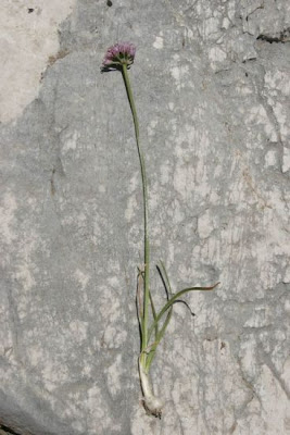 Aglio montano Aglio montano