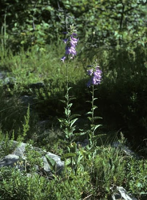 Campanula bononiensis L.