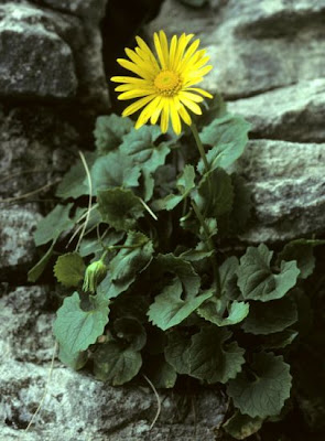 Eastern Leopard's Bane