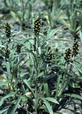 Norwegian cudweed