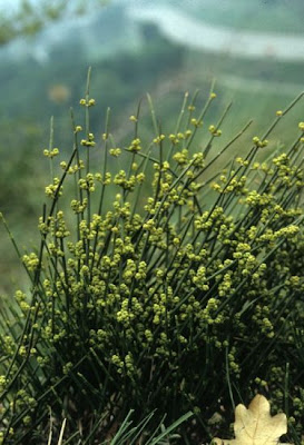 Ephedra helvetica C.A. Meyer