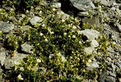Bell Flowered Mouse Ear Bell Flowered Mouse Ear