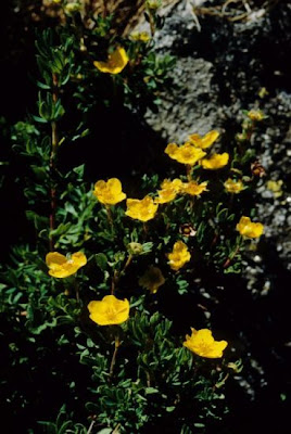 Bush cinquefoil