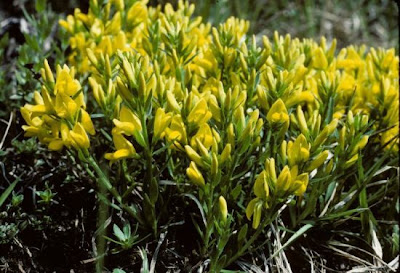 Citiso strisciante