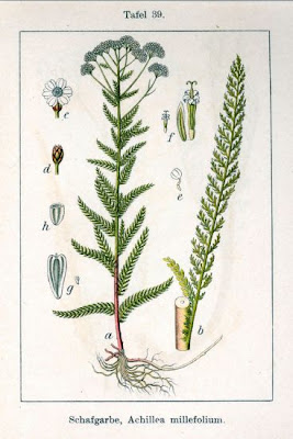 Giant yarrow