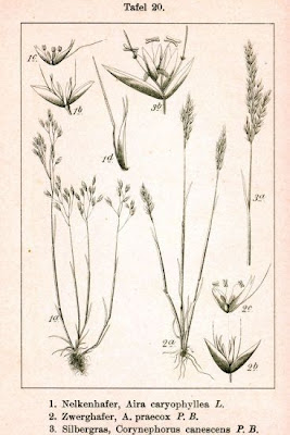 Early hair grass