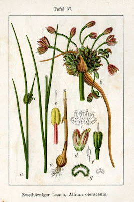Aglio selvatico Aglio selvatico