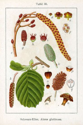 Alnus glutinosa,
black alder,
European alder,
European black alder,
Ontano comune,
Sticky Alder,
swartels
